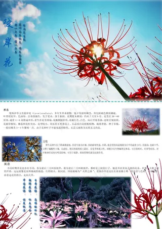 彼岸花,文字编排