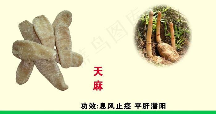 药品天麻图片psd模版下载