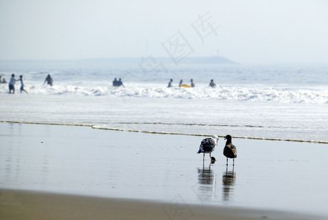 海滩边的海鸥图片