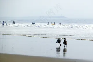 海滩边的海鸥图片