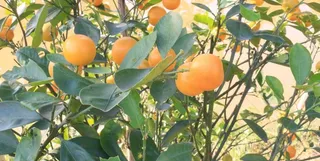 桔子树图片
