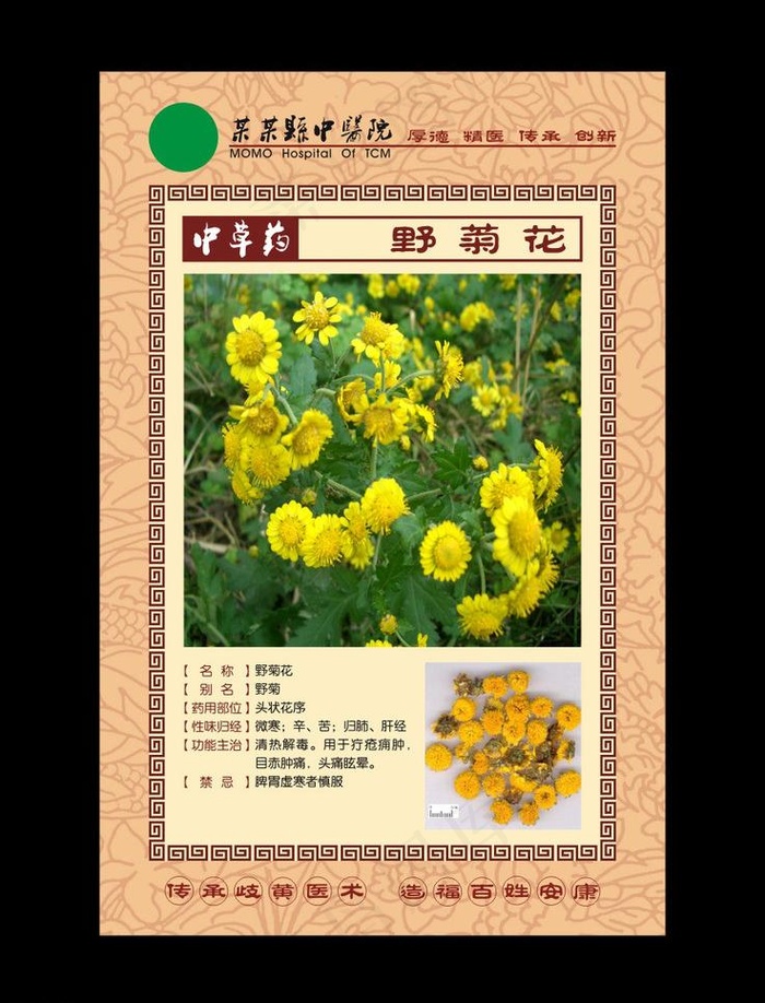 中草药 野菊花图片