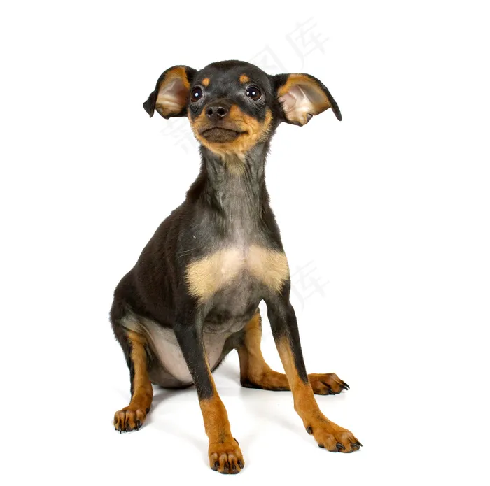 宠物狗摄影图片图片