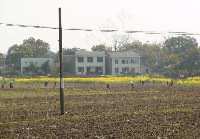 蔬菜基地油菜花图片