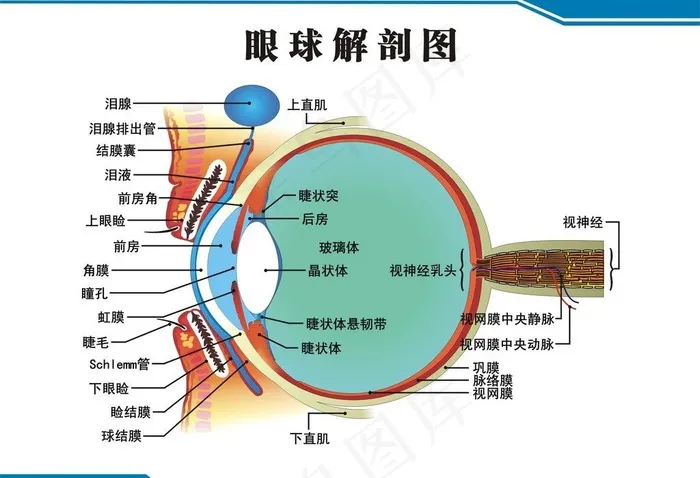 眼球断面图 眼球解剖图片cdr矢量模版下载
