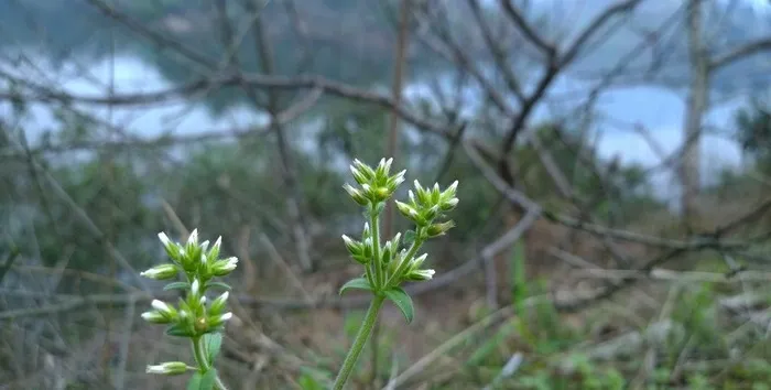 河边野花图片