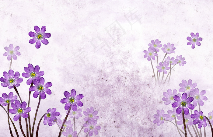 紫色小花