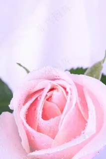 粉色带水珠的美丽玫瑰花 粉色带水珠的美丽玫瑰花