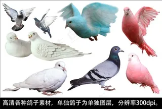 各种颜色鸽子psd高清分层素材