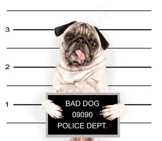 拿着牌子的狗图片