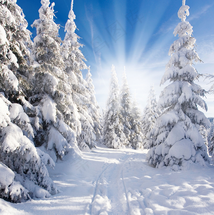 林间小道雪景