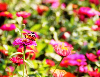 蝶恋花图片 蝶恋花图片