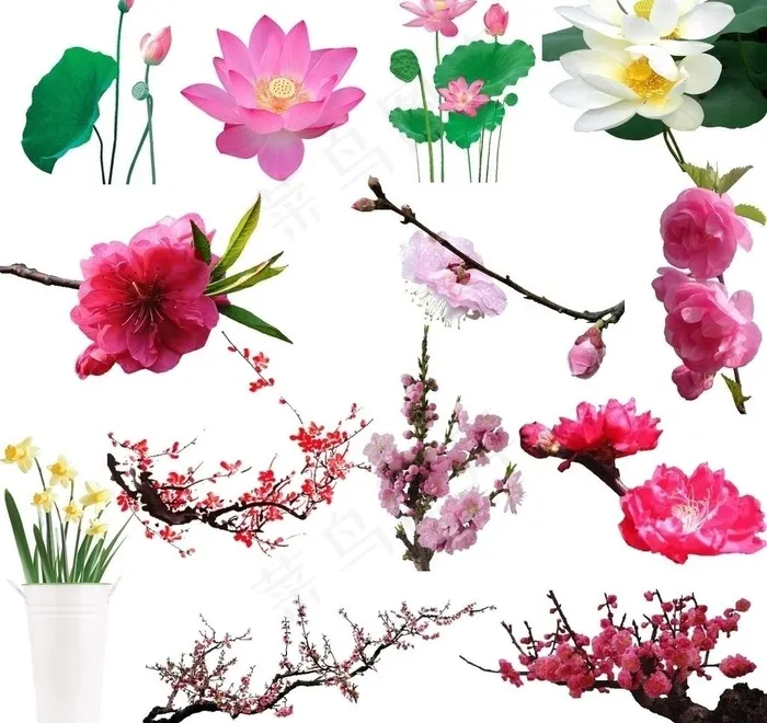 鲜花素材图片