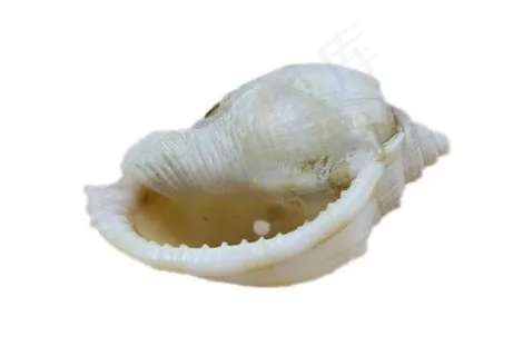 海螺免抠素材PSD分层