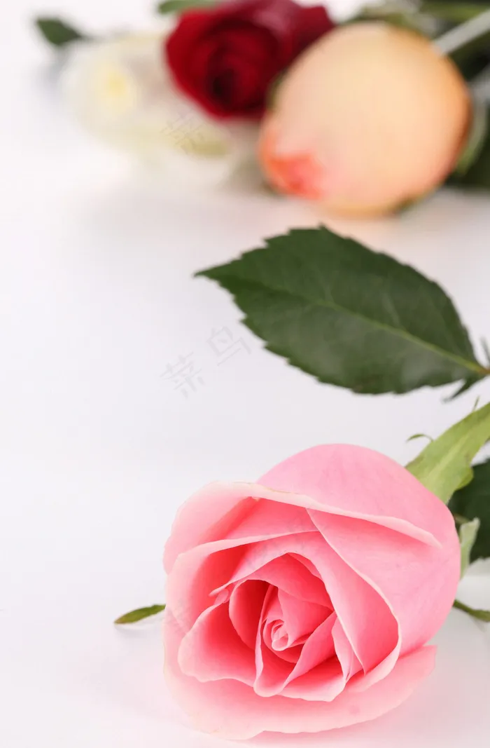 粉色玫瑰花