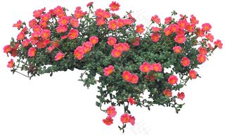 高清免抠植物马齿苋