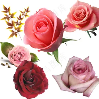 免扣 鲜花 一朵花