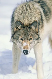 雪地里的狼图片 雪地里的狼图片
