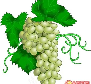 逼真诱人奶葡萄与青苹果矢量素材