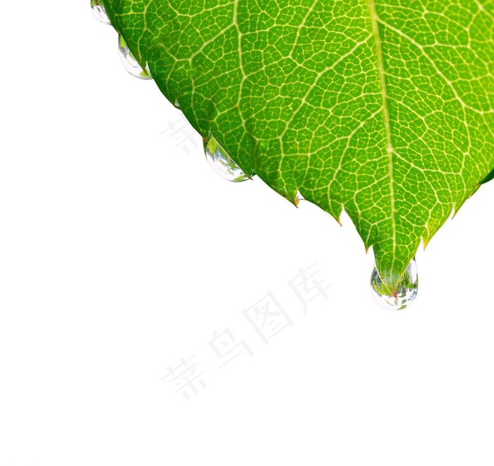 绿叶与水滴高清图片