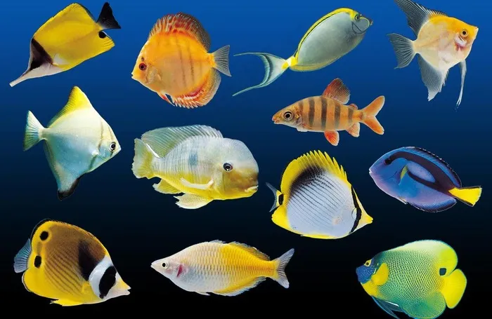 热带鱼素材图片(4677X3307(DPI:400))psd模版下载