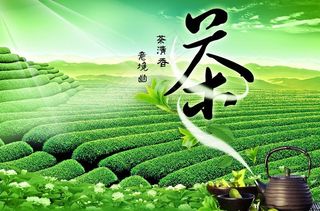 茉莉花清茶图片