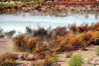 盘锦红海滩湿地图片