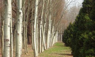 迟来春天一点绿图片