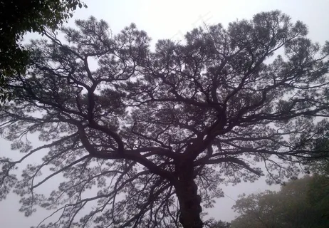 黄山风景 松树图片