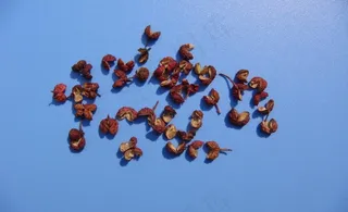 花椒素材下载图片