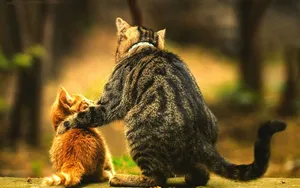 可爱大猫与小猫图片