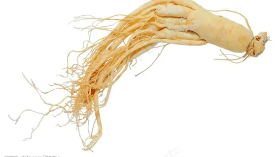 高清晰人参图片