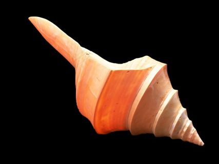 海螺免抠素材PSD分层