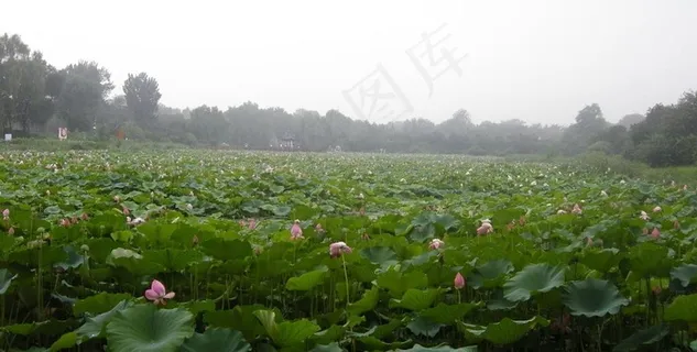 荷塘图片