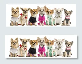 七只穿着衣服的狗