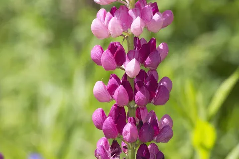 粉红色的花嫩枝