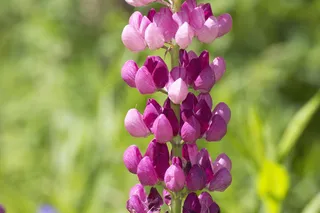 粉红色的花嫩枝