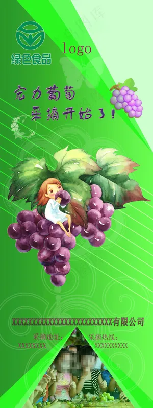 宏力葡萄采摘开始了