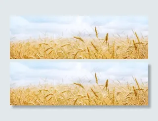 风吹麦浪淘宝海报　