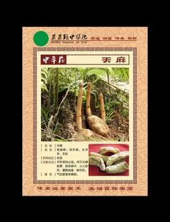 中草药 天麻图片
