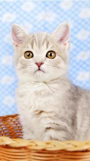 坐在蓝子里的可爱猫咪高清摄影图片