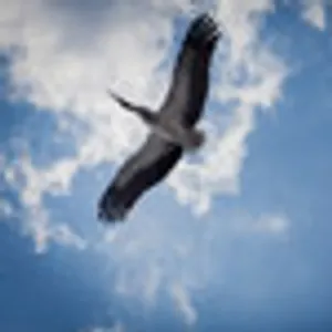 HTML特效 图片点击切换插件