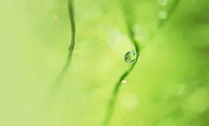 绿色背景图片