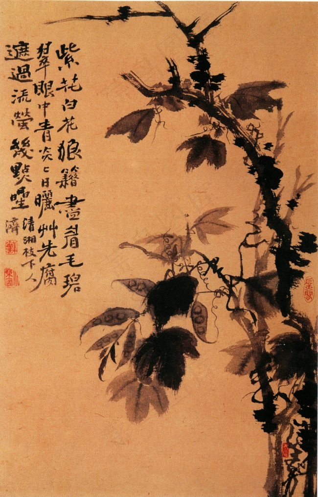 紫花白花