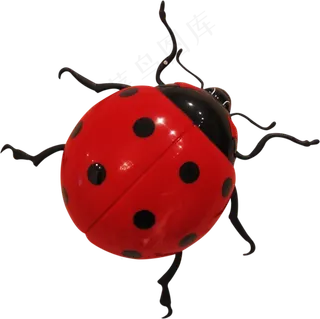 真实瓢虫免抠png透明图层素材