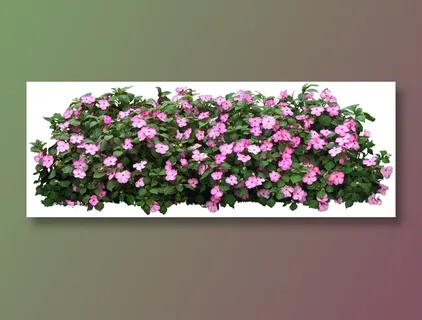 高清免抠植物洋凤仙