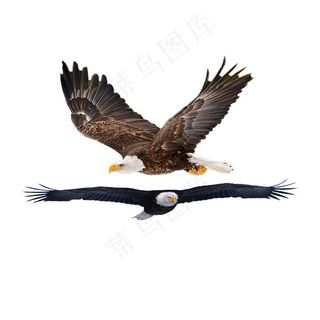 飞鹰 免抠素材PSD分层