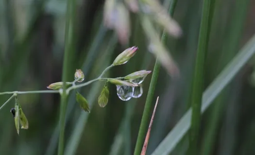 露珠图片 露珠图片