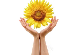 双手托着向日葵图片psd分层素材