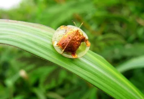 昆虫特写图片 昆虫特写图片